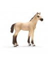 CAVALLO PULEDRO ACHAL TEKKINER CM 7X8